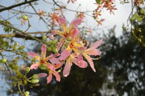 24 Florida Flowering Trees Photos Garden Lovers Club