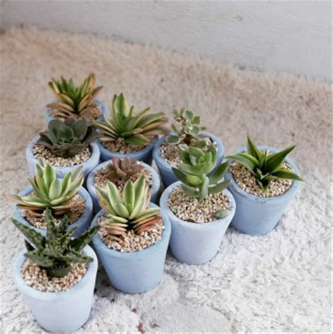 Berikut 8 jenis tanaman kaktus unik yang ada di dunia. 40+ Souvenir Kaktus Mini Malang Paling Unik