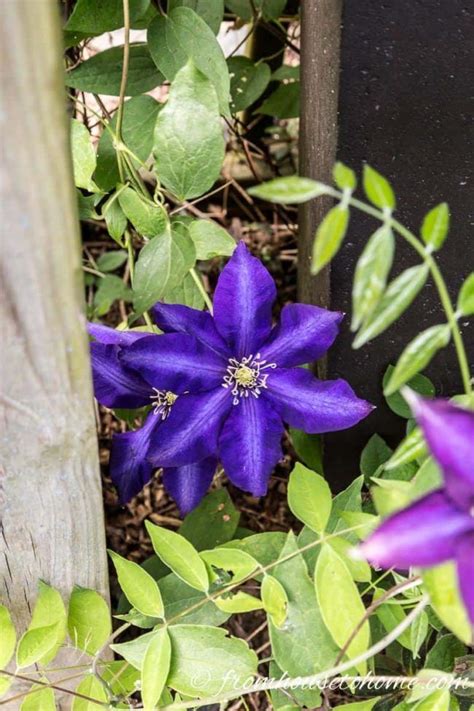 Sarah G Wallace Perennial Flowering Vines Zone 9 Digging In 5