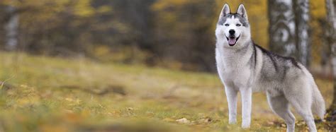 Siberian Husky Dog Breed Health History Appearance