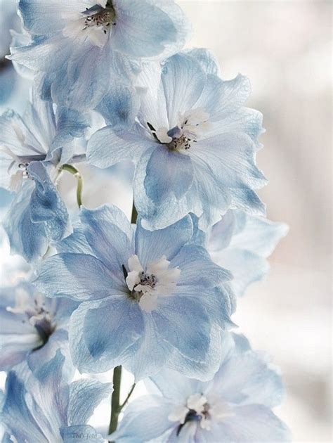 Colour Your Life Baby Blue Florist With Flowers Florist With Flowers