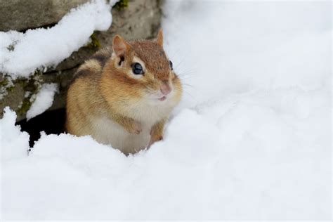 All About Chipmunks This Winter Varment Guard Wildlife Services