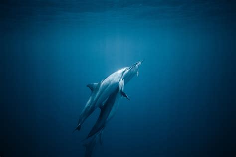 Common Bottlenose Dolphins In Deep Blue Ocean · Free Stock Photo