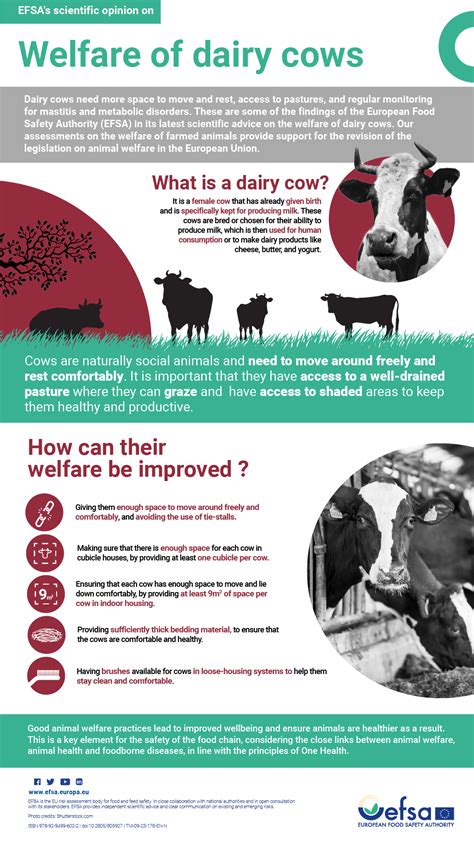 Welfare Of Dairy Cows