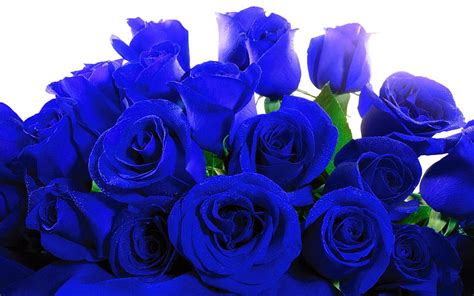 BLUE ROSES Blossoms Roses Bunch Blue HD Wallpaper Peakpx