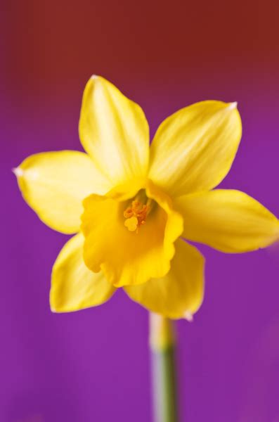 Daffodil Free Stock Photos Rgbstock Free Stock Images Zela