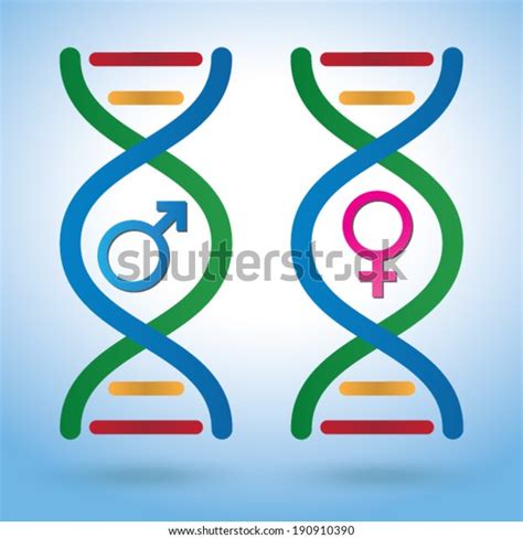 Male Female Sex Symbols Dna Depicting Stock Vector Royalty Free