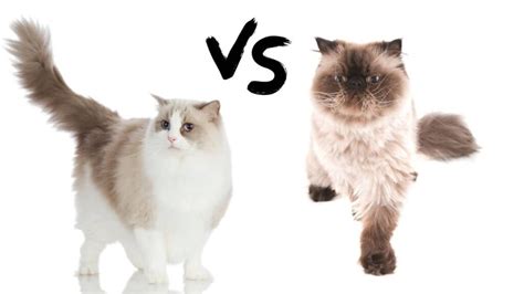 Himalayan Cat Ragdoll What Are The Differences