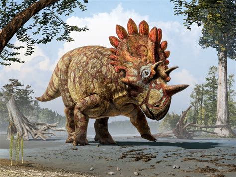 New Species Of Horned Dinosaur With Bizarre Features Revealed