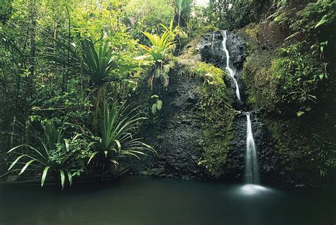 Colo I Suva Forest Park Suva Fiji Attractions Lonely Planet