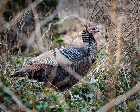 The Long Surprising Journey Of The Domestic Wild Turkey Audubon