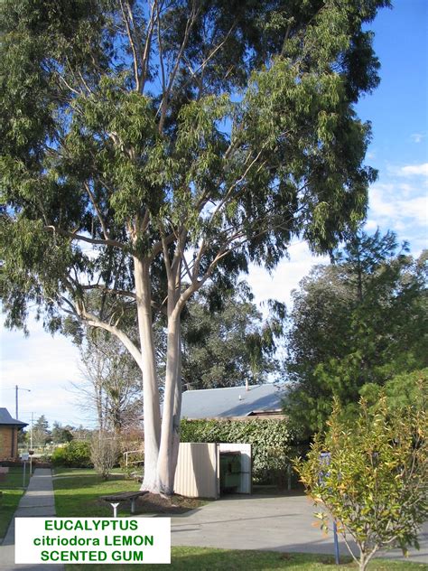 Eucalyptus Citriodora Lemon Scent Gum — Australian