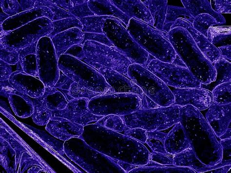 Close Up Of 3d Microscopic Blue Bacteria 3d Rendering Bacteria Closeup