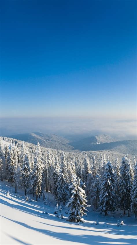 Winter Forest 5k 4k Wallpaper Mountain Sun Snow Ipad Pro