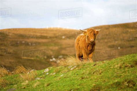 Highland Cattle Grazing On Moor Stock Photo Dissolve