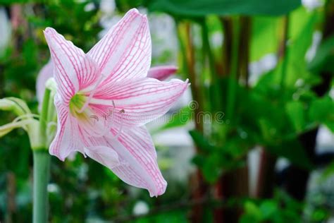 Star Lily Flower Stock Image Image Of Colorful Botany 152455133
