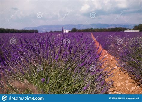 Blossom Purple Lavender Fields In Summer Landscape Near Valensole