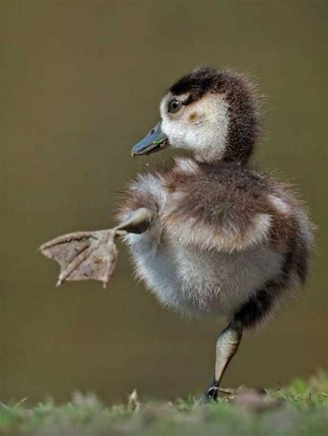 60 Cute Baby Duck Pictures To Make You Say A