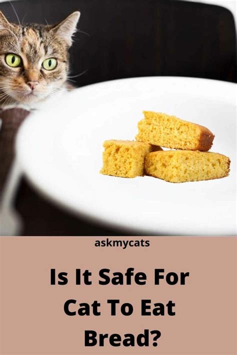 Can Cats Eat Cornbread