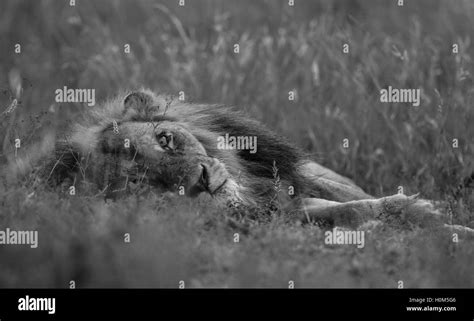 Male Lion Resting In The Kruger National Park South Africa Stock Photo