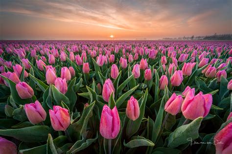 Fondos De Pantalla Agro Plants Campo Flores Plantas Tulipanes