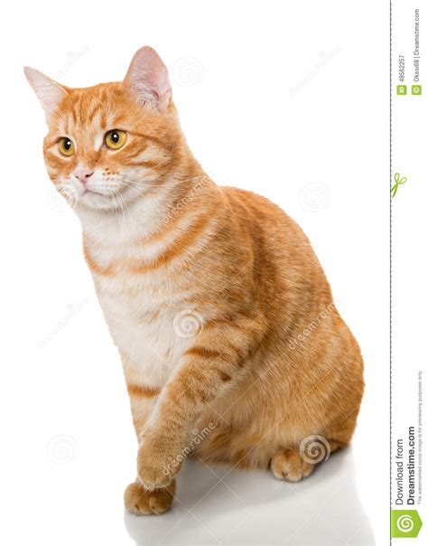 Beautiful Orange Cat Stock Image Image Of Care Cute