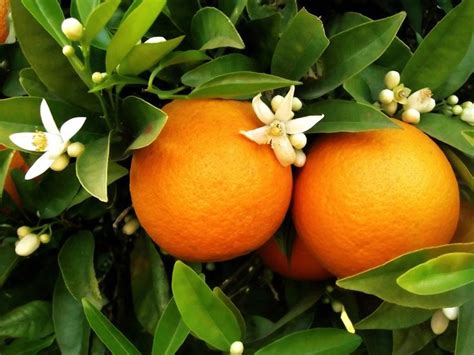 Orange Blossom Day In 2020 Orange Tree Fruit Trees Citrus Trees