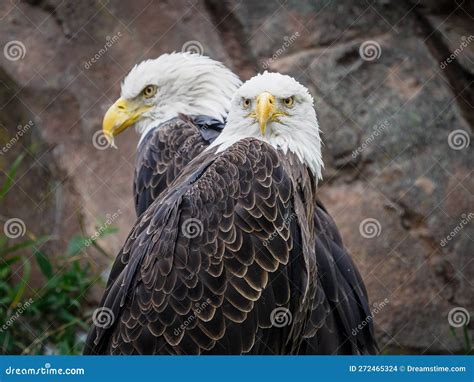 Pair Of Bald Eagles On Bare Winter Tree Facing Setting Sun Stock Image