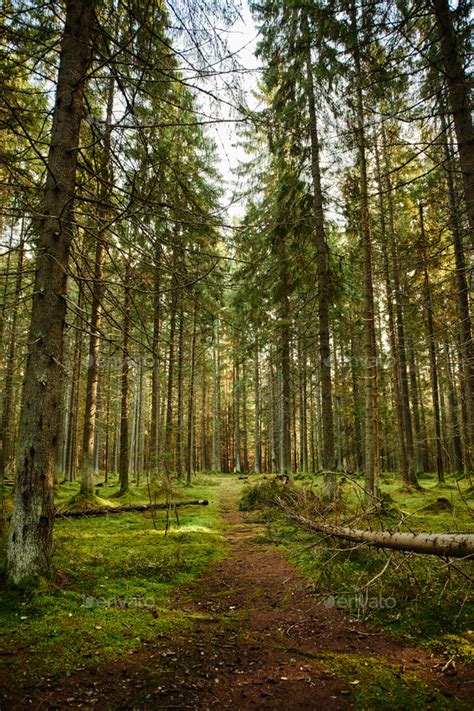 Path Through A Pine Forest Stock Photo By Konstantinkolosov Photodune