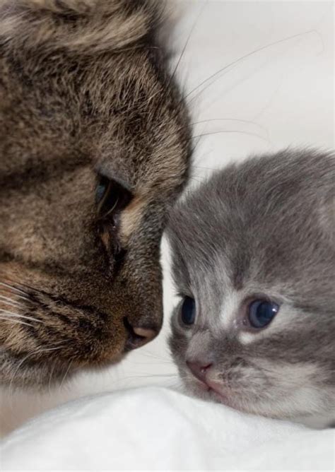 22 Adorable Pictures Of Mother Cats And Their Kittens We Love Cats And Kittens
