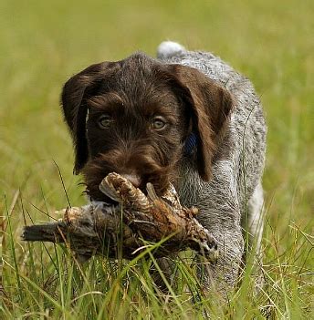Strong natural pointers and retrievers. German Wirehaired Pointer - Reece Kennels