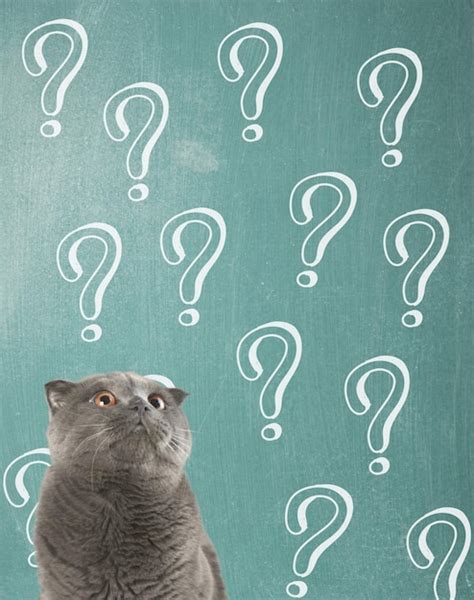Premium Photo Cute Confused Little Cat With Question Marks