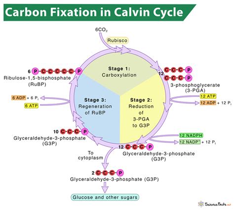 Carbon Fixation In Photosynthesis Definition And Process