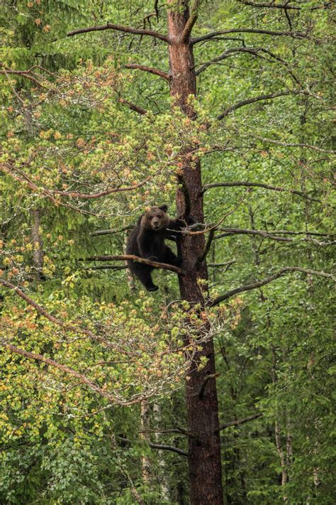 Does Bears Climb Trees Luciana Coy