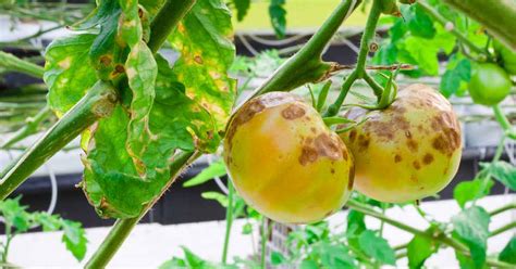 How To Identify Control And Prevent Blight On Your Tomatoes