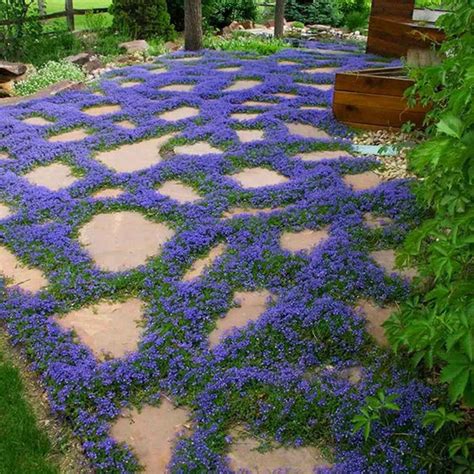 Blue Creeping Thyme Seeds Blue Carpet Creeping Thyme Seeds Etsy