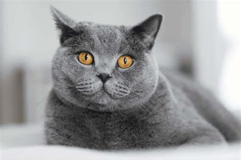 Feline 411 All About British Shorthair Cats Cattitude Daily