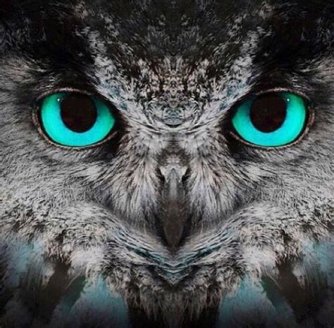 Owl With Blue Eyes At Duckduckgo Owl Eyes Owl Pictures Owl