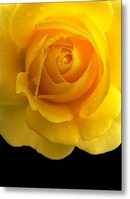 Golden Yellow Rose And Black Photograph By Jennie Marie Schell