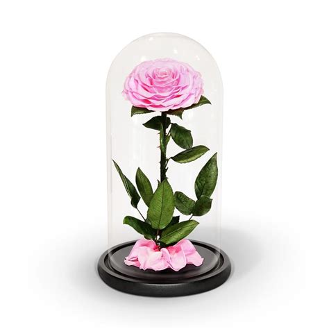 Pink Preserved Rose In Glass Dome Infinity Rose