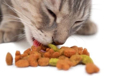 Cómo alimentar a un gato Consejos CurioSfera Animales