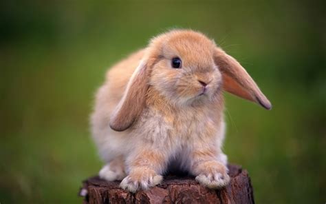 Brown Bunny Close Up Photo During Daytime Hd Wallpaper Wallpaper Flare