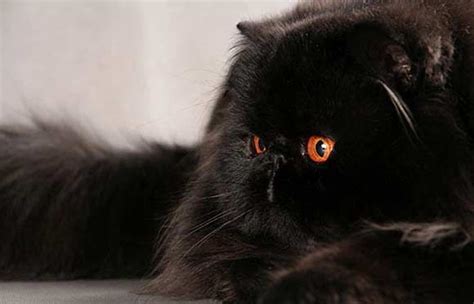 Black Persian Cat With Orange Eyes Cute Cats Persian Cat Cats