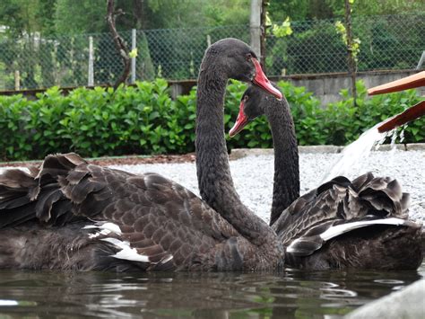 Cisne Negro Aves E Muito