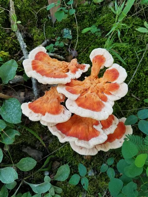 Chicken Of The Forest Pics