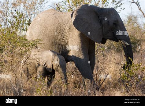 Elephant In Kruger National Park In South Africa Stock Photo Alamy