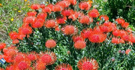 Pincushion Flowers Everything You Need To Know About These Spiky Blooms