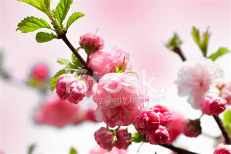 Pink Spring Flowers Stock Photo Royalty Free Freeimages