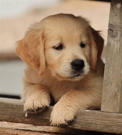 23 Excited Dog Golden Retriever Puppy Image 8k Ukbleumoonproductions