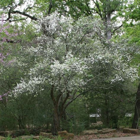 A Guide To Texas Prettiest Small Trees